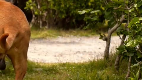 Funny Dog videos 2 minutes shorts dogs animals