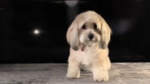 cute baby dog fanny video