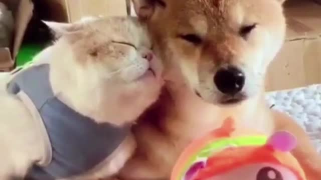 Cute And Funny Cats and Dogs - Adorable!