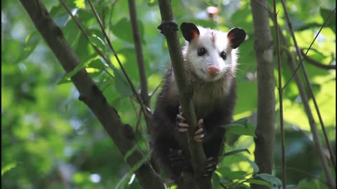 Sweet Opposum In A Tree