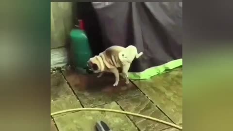 TRY NOT TO LUAGH