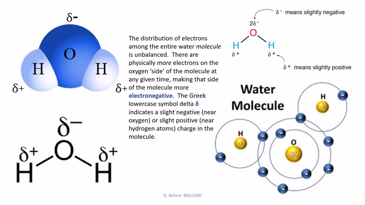 Chemistry: Water, A Polar Molecule