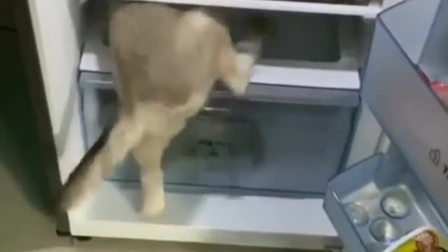 I think it has warmed up a bit Pure fan moments, animals