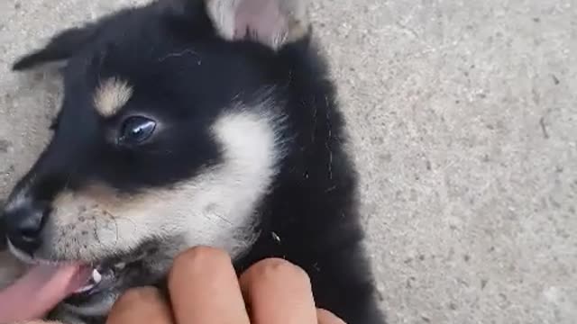 I'm touching a baby puppy lying down.