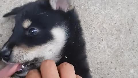 I'm touching a baby puppy lying down.