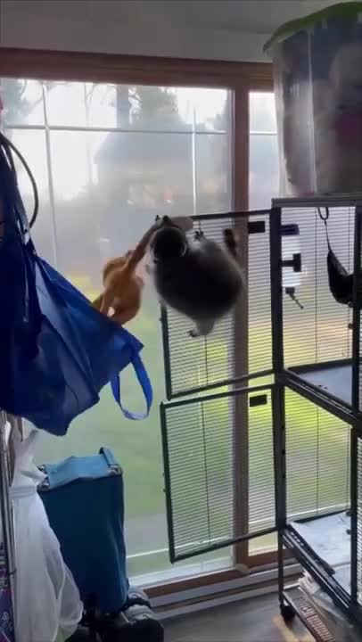 Smart Raccoon Sneaks Out to Quickly Grab a Stuffed Toy Back In