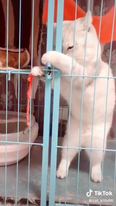 Lovely Cat, black cat, cats, funny cats, funny cat videos 1598