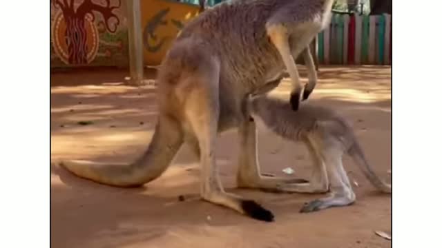 child Kangaroo feeling difficult to back into pouch of mother