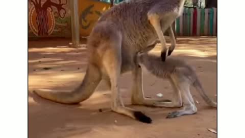 child Kangaroo feeling difficult to back into pouch of mother