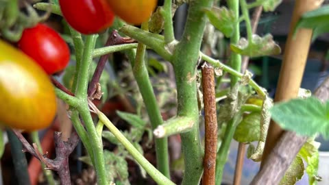 Tomato plant growth