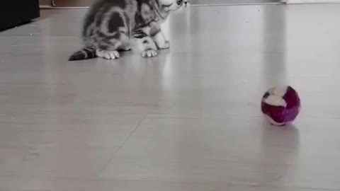 little kitten game home