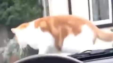 Funnies Animal Videos 2023
