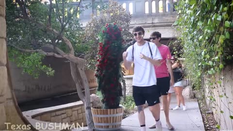 Bushman Prank- Roses are RED on the RIVERWALK!!