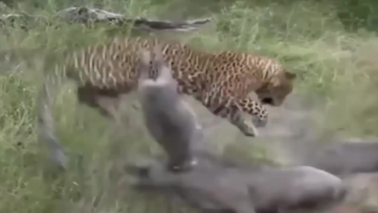 5 Meciless Animal Battles Ever Filmed