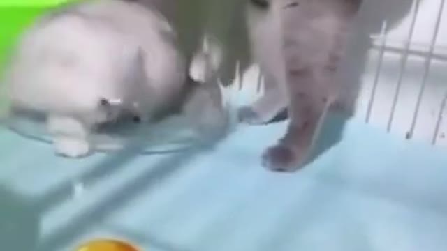 Cat naughty moment |funny baby | funny kitten | funny kitten moment #funnybaby #funnycatmoment #funnykitten 😂😂😂