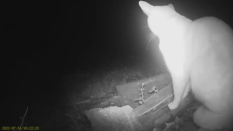 WILD CAT