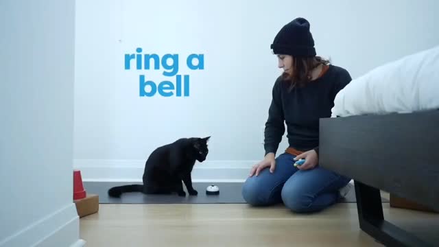 cat training video