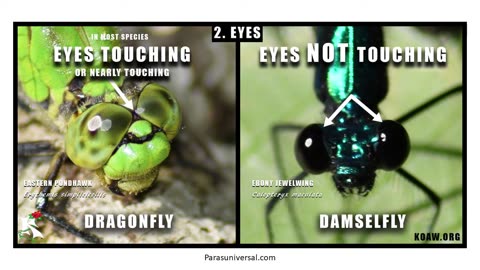 How to Tell the Difference Between Dragonflies and Damselflies