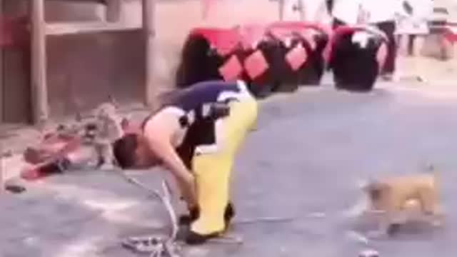 Funniest animal fails to make you laugh in a second