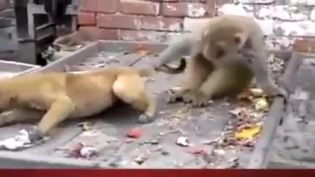 Monkey harasses puppy, pulls tail in humour - hilarious sequence