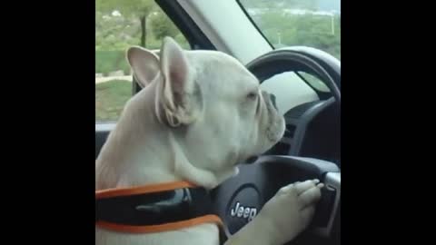 Driver dog gif video