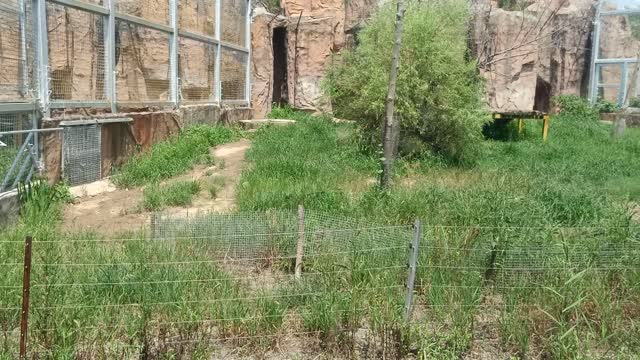 Tiger walking around inside the cage