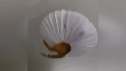 Are cats evil? Here they are destroying everything