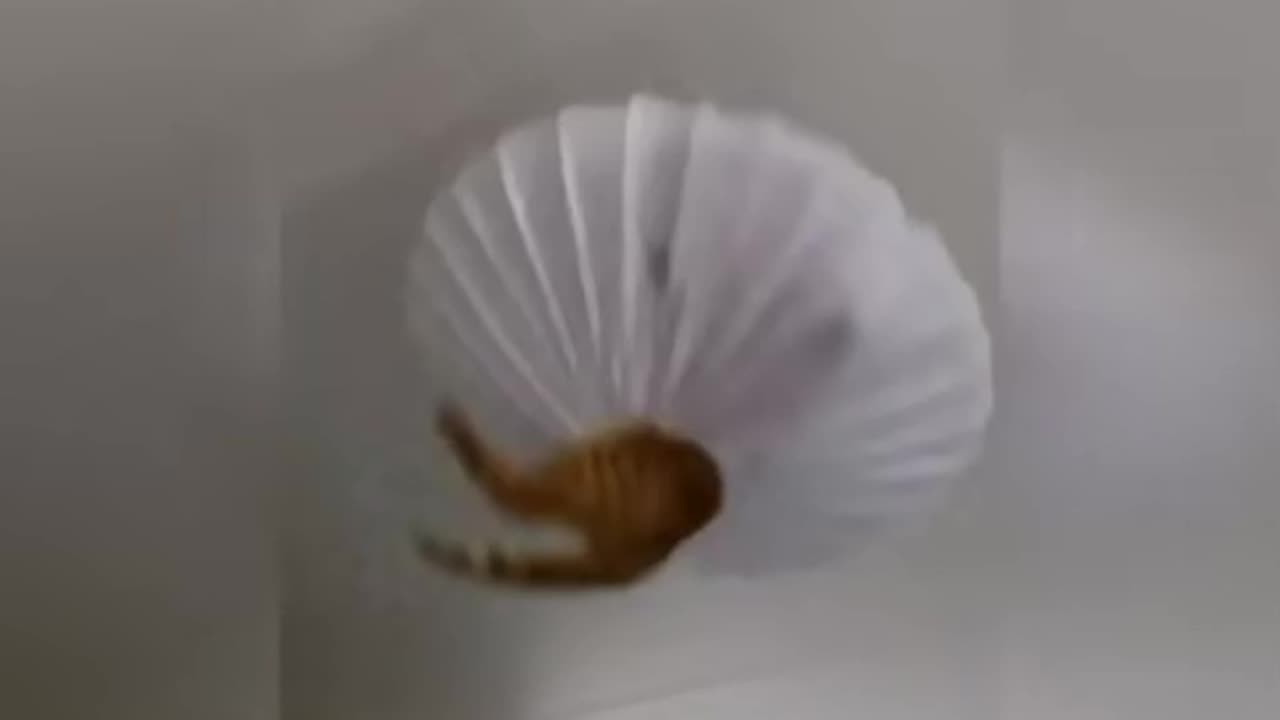 Are cats evil? Here they are destroying everything