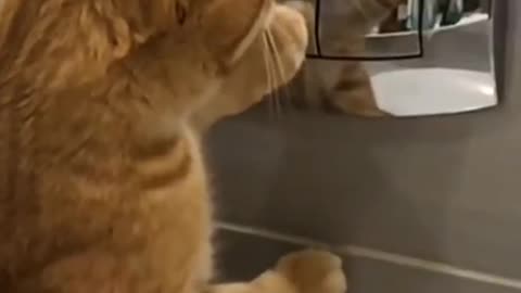 cute cat admiring himself