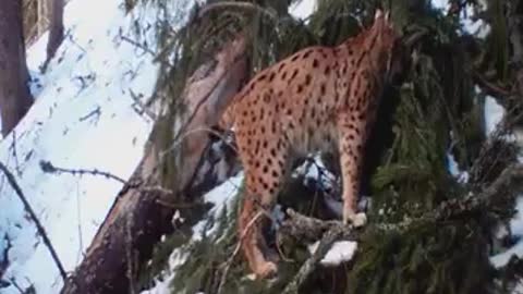 Lynx marking in the Tatra Mountains of Slovakia