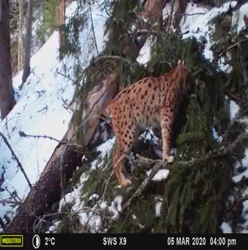 Lynx marking in the Tatra Mountains of Slovakia