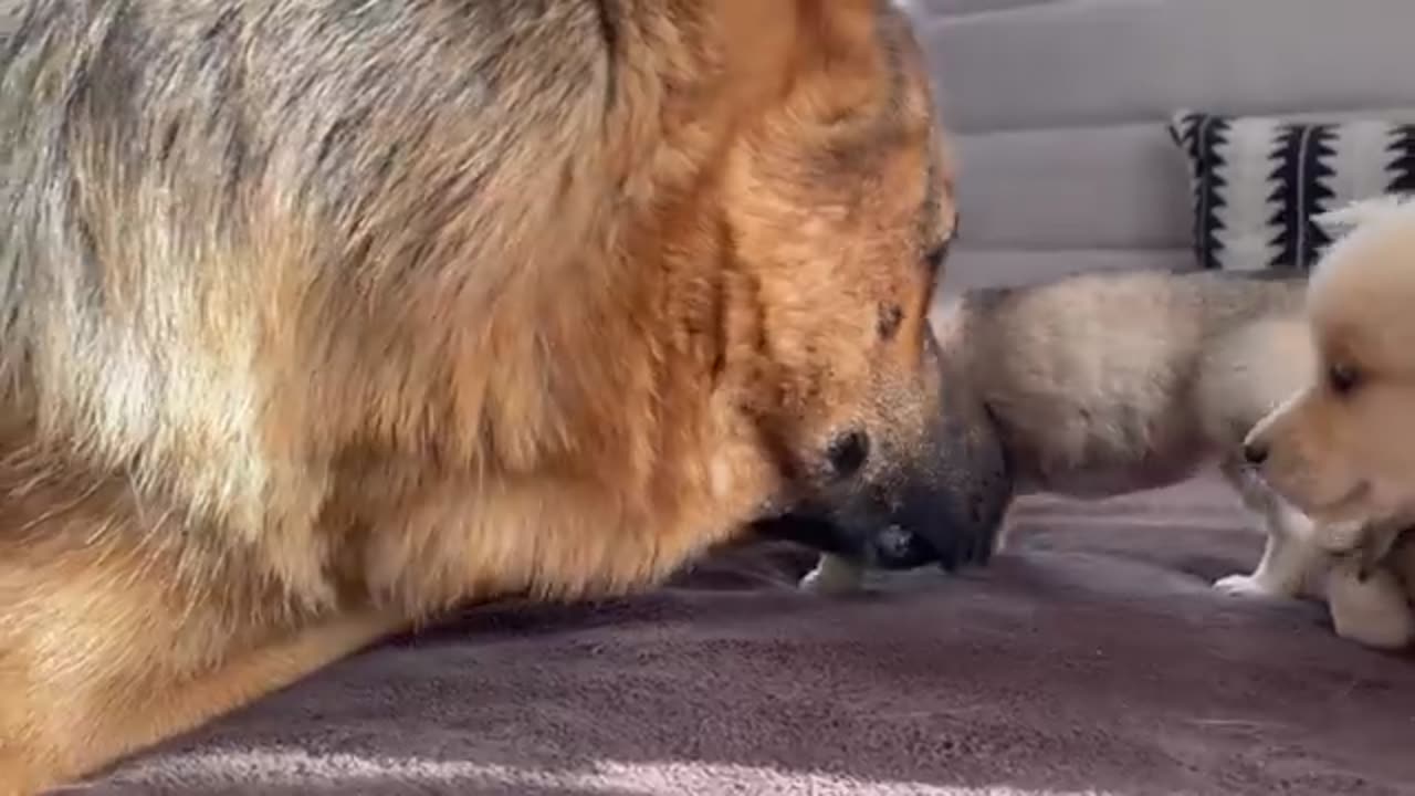 German Shepherd Meets Puppies for the First Time