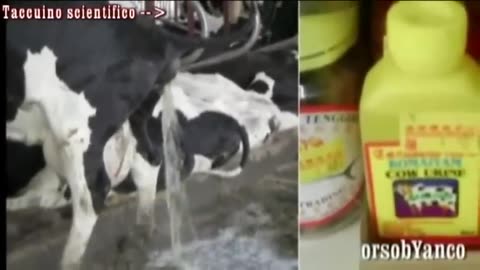 L'URINA DI MUCCA DELLA SACRA MUCCA INDIANA in India bevono l'urina di mucca.In India la mucca (che ha le corna come il toro)viene venerata come una figura materna e la sua urina considerata un rimedio contro ogni tipo di malattia