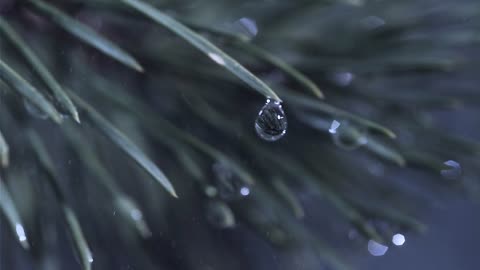 Watch the water drop on the leaves at close range.