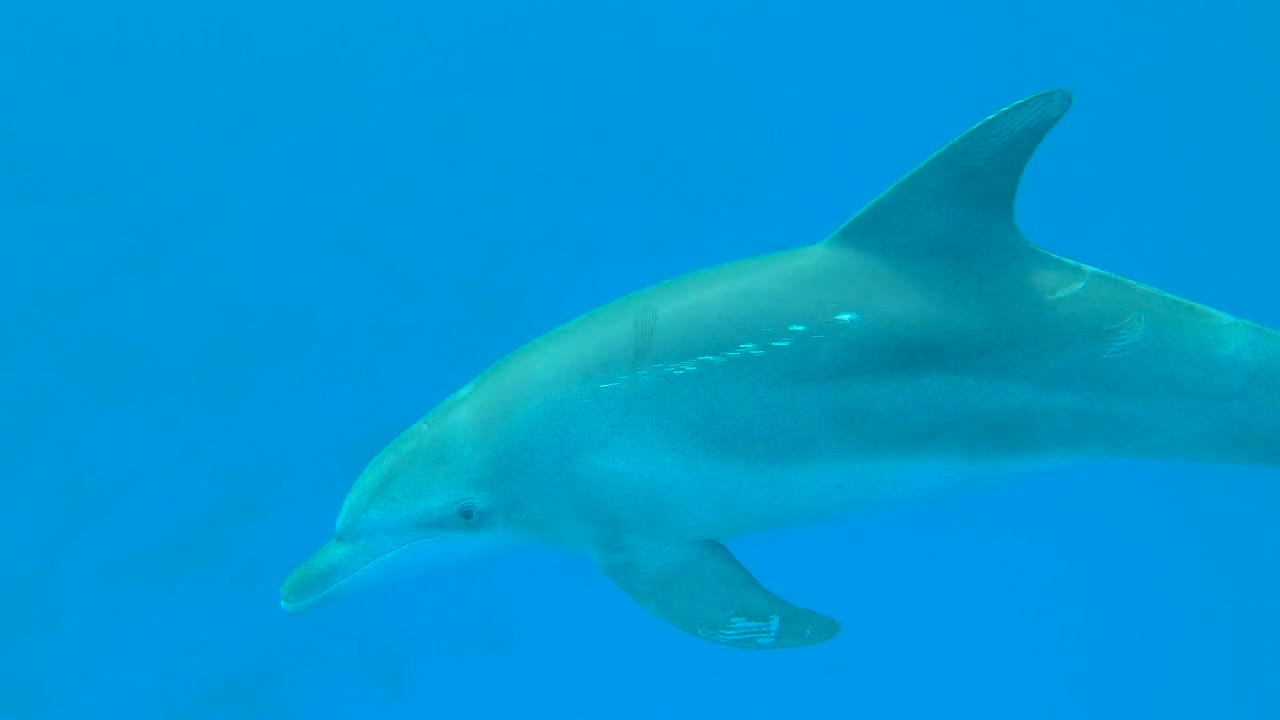 A Dolphin in Blue Ocean