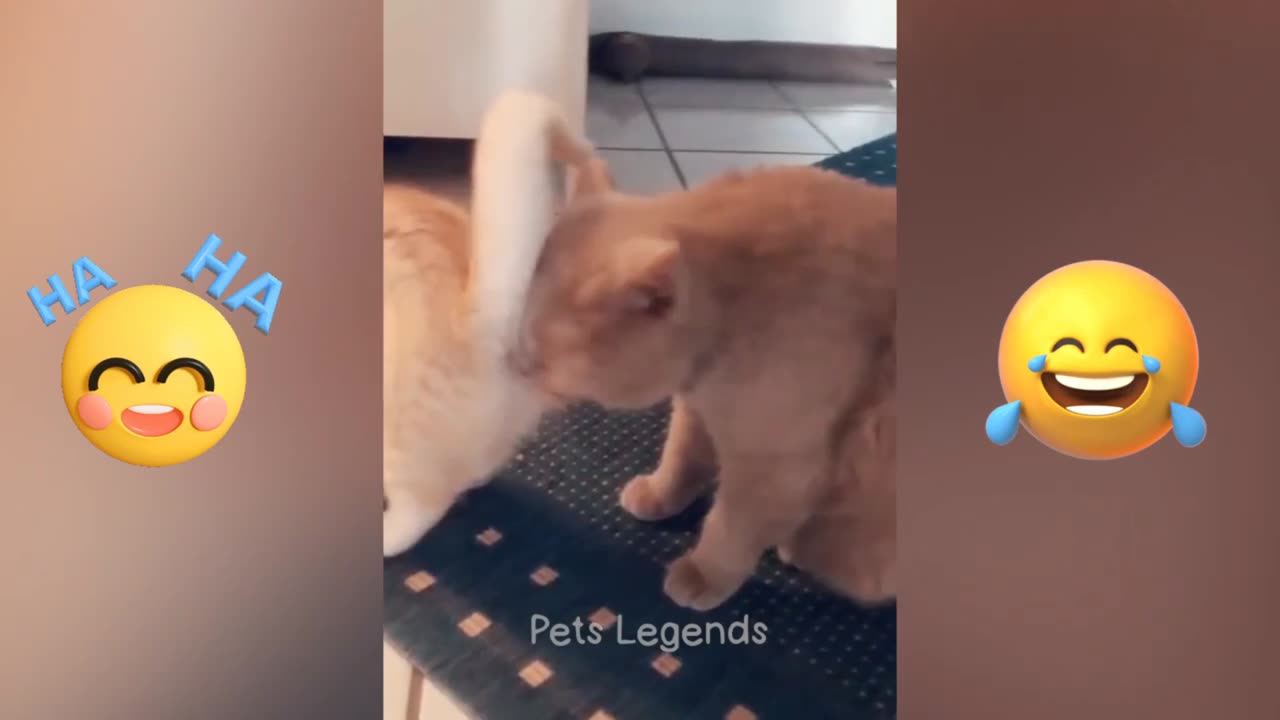 Cutecats funny video