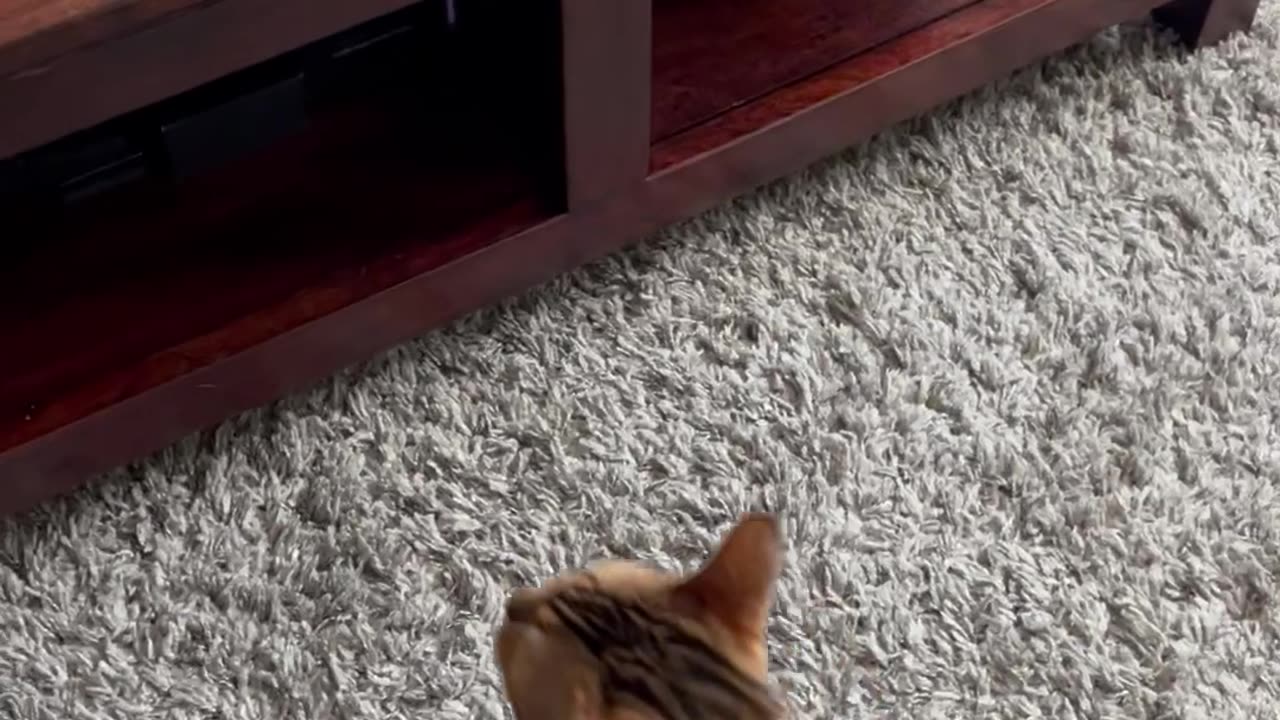 Bengal Cat Dings Bell for Treats