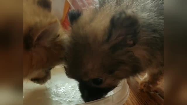 Cute puppy's drinking milk