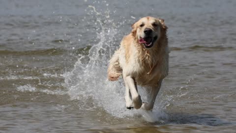 Golden Retriever Running in Water