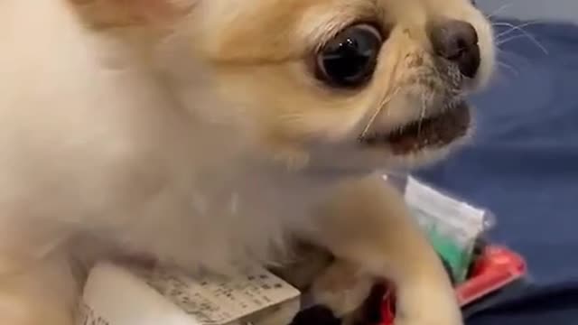 Cute baby dog