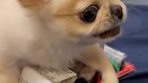 Cute baby dog