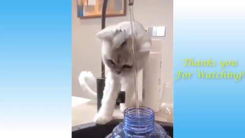 Funny​ cat and dog​ videos, cute and hilarious