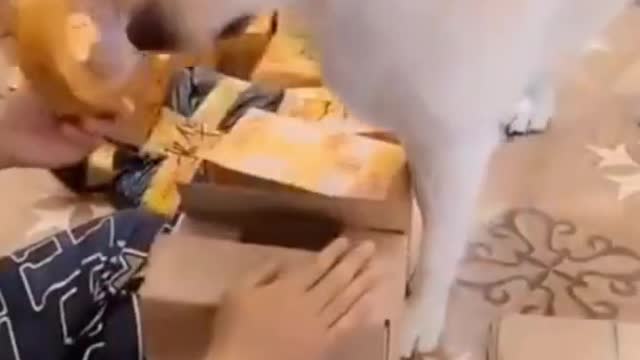loyal dog helping his owner