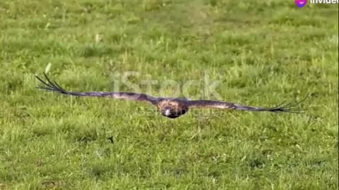 Exploring Africa's Brown Snake Eagle Master of Camouflage