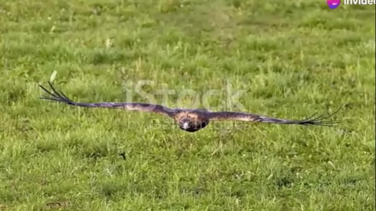 Exploring Africa's Brown Snake Eagle Master of Camouflage