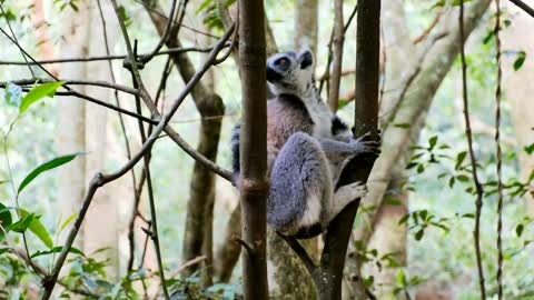 Relaxing Music | Sleeping, Meditation, Stress Relief | [1686] ⭐️