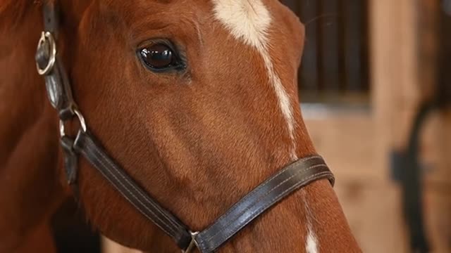 Beautiful horse 🐴🐎🐎