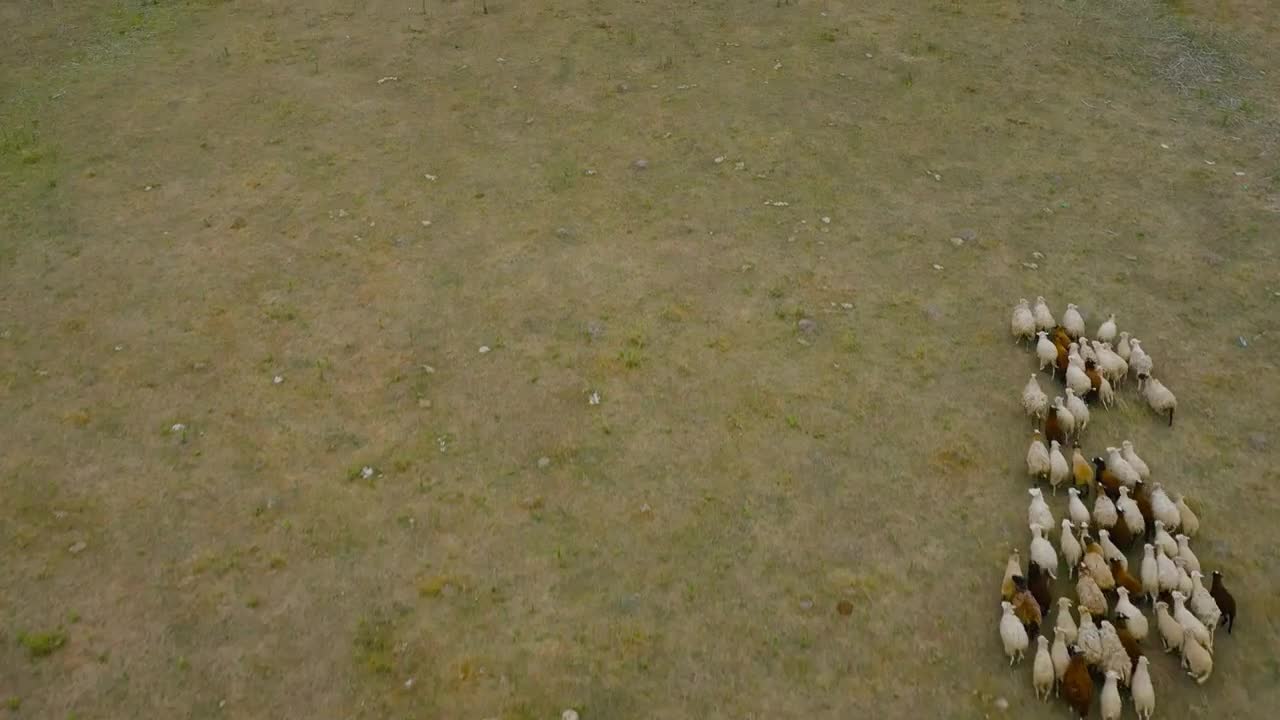 Drone following a herd of sheep. Sheeps running on a pasture. Aerial view