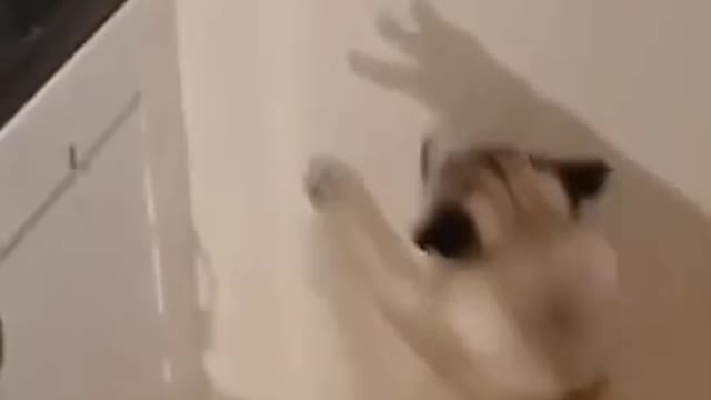 Funny Dog Catching the Shadow Monster #shorts