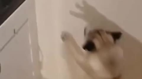 Funny Dog Catching the Shadow Monster #shorts